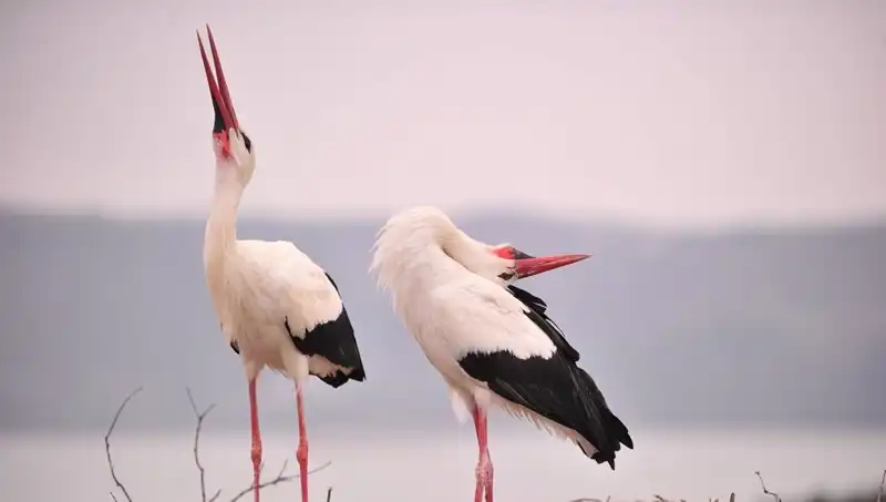 Marteniçka Geleneği, Yaren’i Görmek İçin Türkiye’yi Sarıyor