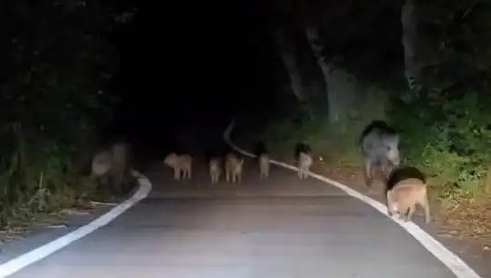 Elazığ'da Domuz Sürüsü Yolda Trafik Aksattı, Sürücülerin Endişesi Büyüdü!