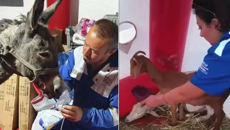Yangından Kurtarılan Eşeğe Oksijen Maskesi ile Hayat Verildi