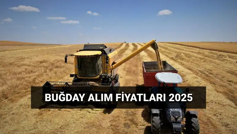 2025 Hububat Alım Fiyatları Açıklandı: TMO Ne Kadarlık Ücret Yatıracak?