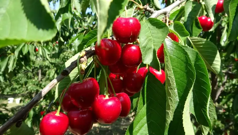 Hasadın Keyfi: Çay Bardağını Aşan Tadıyla Yeni Çay Sezonu Açıldı