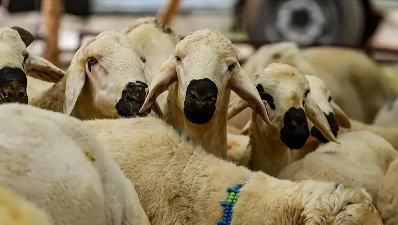 2025 Kurban Bayramı: Kurban Kesmenin Farz Olup Olmadığı Soruları