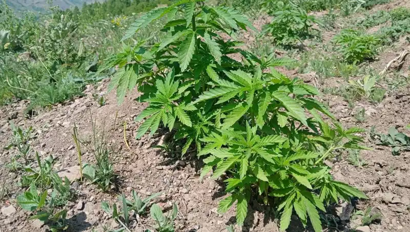 Bingöl'de Yapılan Operasyonda Kenevir ve Kaçak Tütün Ele Geçirildi