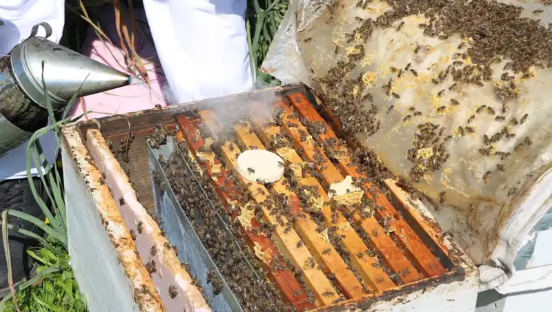 Genç Arıci Yurt Dışından Sipariş Alarak Ata Mesleğini Yaşatıyor