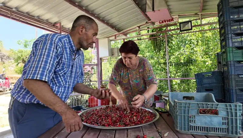 Çiftçilerin Sabah Hasadı: 900 Lira Günlük Kazanç İhtimaliyle Büyüleyici Bir Hikaye