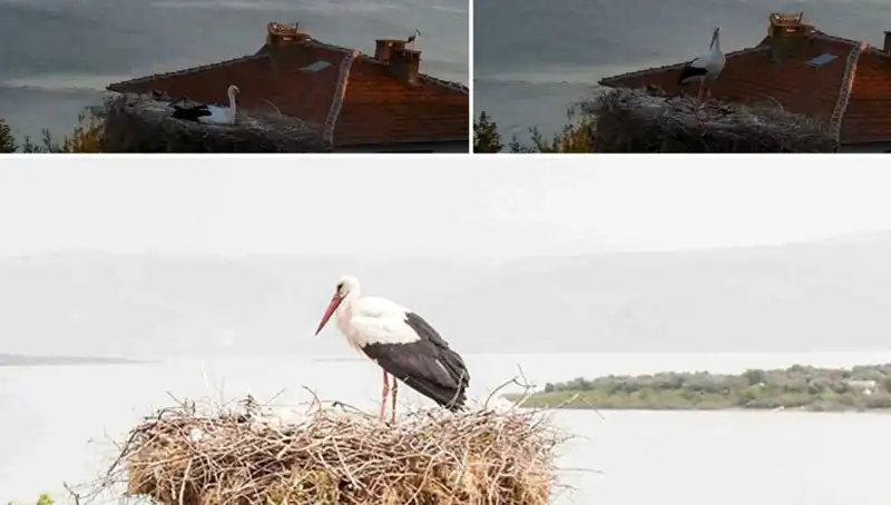 Yaren Leylek Depremi Önceden Hissetti: Doğanın Kendine Has Duygusu