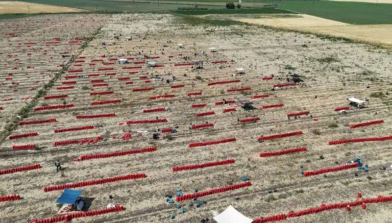 40 Derece Sıcağın Gölgesinde: Tarımda Mücadele ve Düşen Fiyatlar