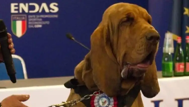 Açık Alanlarda Arama Köpeği Suikasta Uğradı: Çivili Sosisle Öldürüldü Mü?