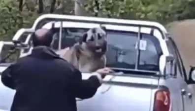 Trabzon’da Şok Edici Olay: Köpeği Halatla Döven Adam Gözaltında!
