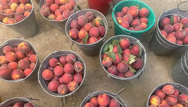Üreticinin Beklediği Hasat: Çiftçiden Güzel Haber, Fiyatlar 100 Liraya Çıktı!