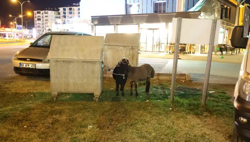 Mor Karaman Koyunları: Yola Düşen Hayvanlar Neden Terk Edildi?