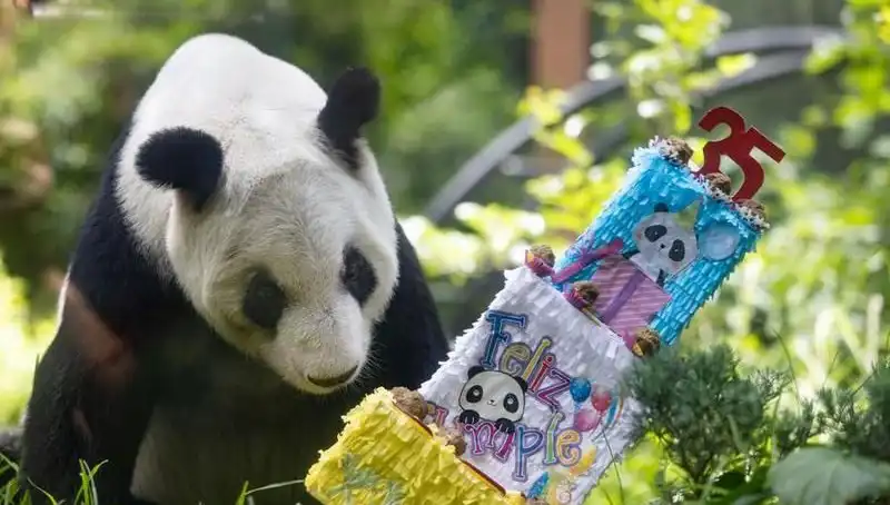 Dev Panda Xin Xin 35. Doğum Gününü Kutladı, İşte Kutlamanın Detayları!