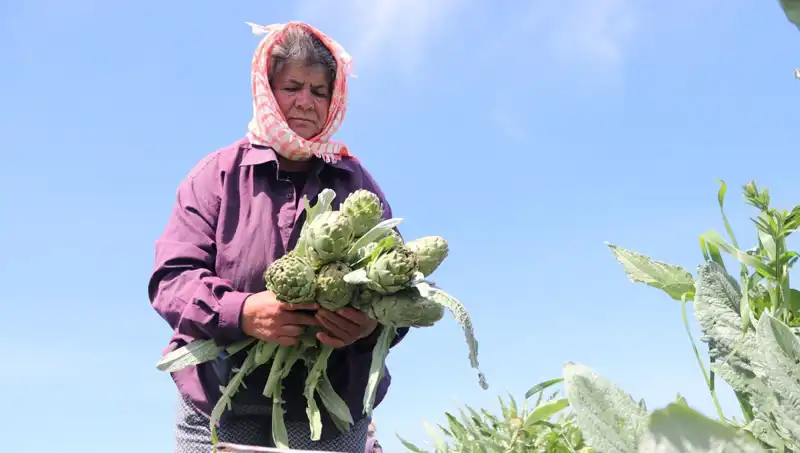 Tarladan Sofralara: Tezgah Fiyatlarıyla Şaşırtan Tarım Ürünleri