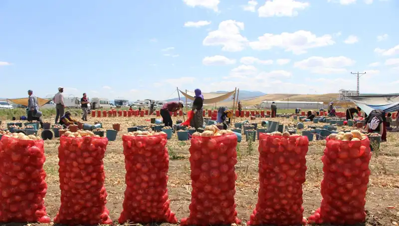 Amasya Elması Avrupa ve Rusya'ya İhraç Edilerek Tatlı İkram Ediyor