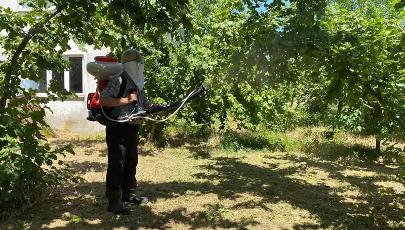 Çiftçilerin Umudu: Kükürt ve Samuray Arısı ile Mücadele