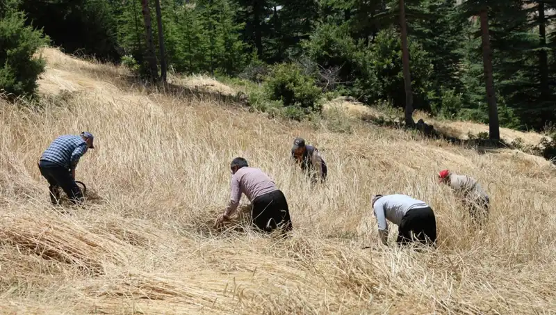 Tarımda Geleneksel Yöntemler: Ellik ve Orakla Hasat Sezonu Açıldı