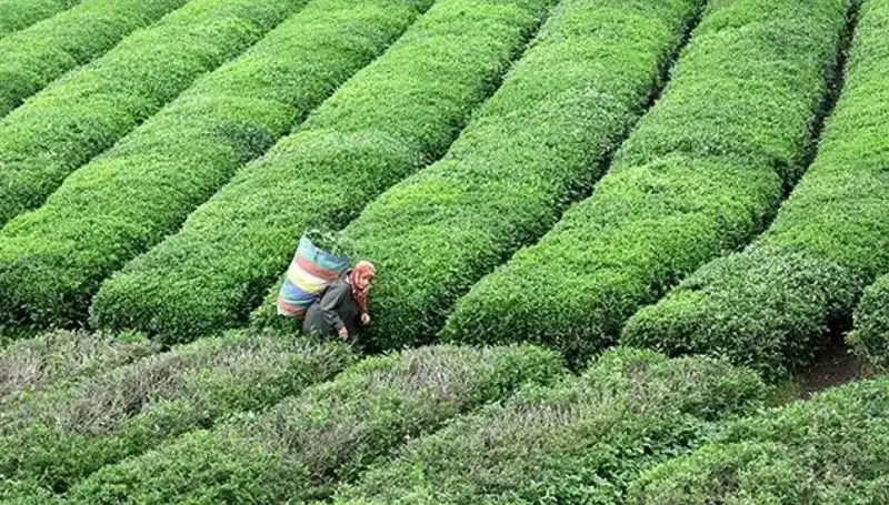 Bayramda ÇAYKUR’dan Müjdeli Haber: Yaş Çay Alımlarına Devam!