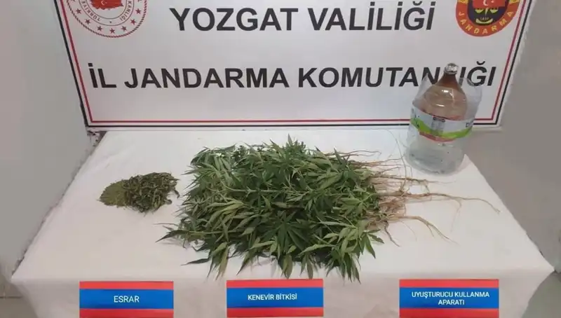 Yozgat'ta Şok Eşya: 40 Kök Kenevir Ele Geçirildi!