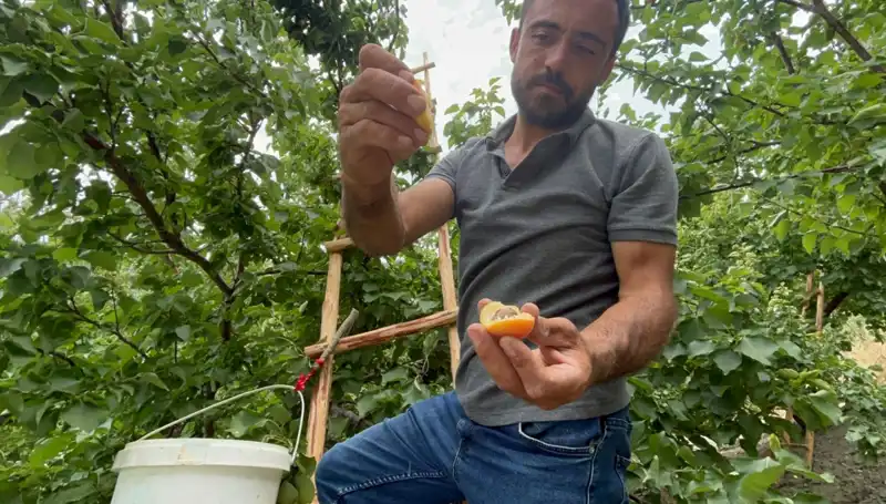 Eşsiz Lezzet: 50 TL ile 70 TL Arasında Alıcı Buluyor