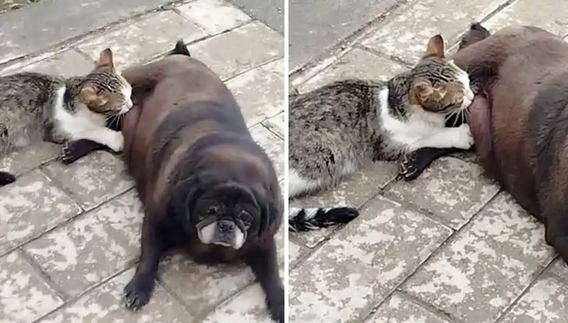 Erzurum’da Sokakta Emziren Köpek ve Kedi Dostluğu Görüntüleri Gündem Oldu