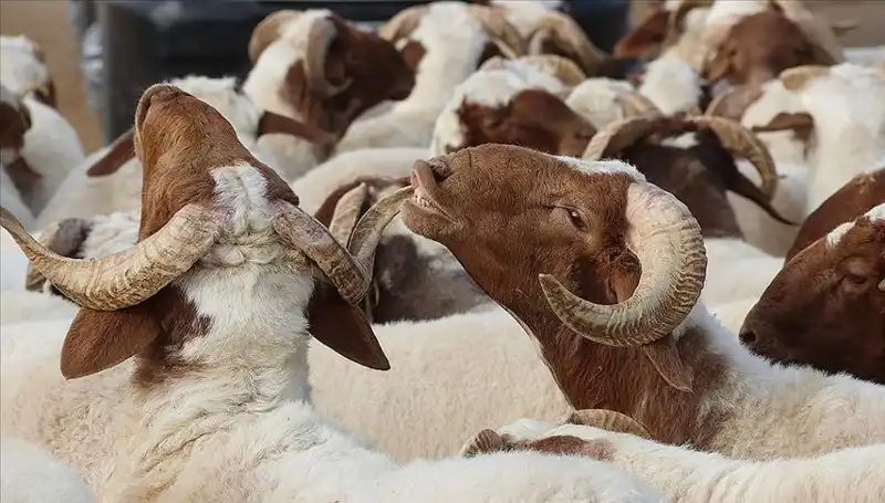 Akika Kurbanı Nedir? Ne Zaman Kesilmeli ve Yenir Mi?