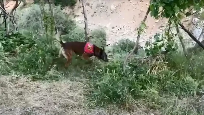 Gizemli Esrarın Peşinde: Dedektör Köpek Dere Kenarındaki Uyuşturucuyu Buldu