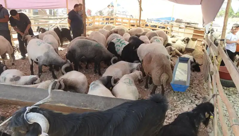 Kurban Bayramı'nın İlk Günü: Hayvan Pazarları Dolu Dolu!
