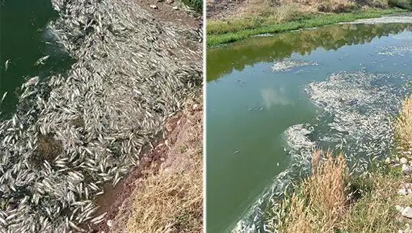 Karasu Çayı'ndaki Balık Ölümleri: Sebepler ve Alınan Önlemler