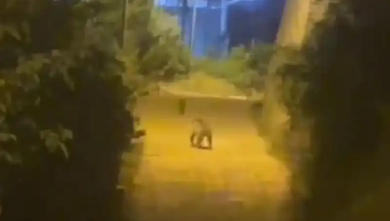 Gümüşhane'de Şehir Merkezine İnen Ayı Vatandaşları Korkuttu