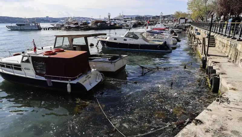 İstanbul'daki Müsilaj Sorunu Tekrar Baş Gösteriyor