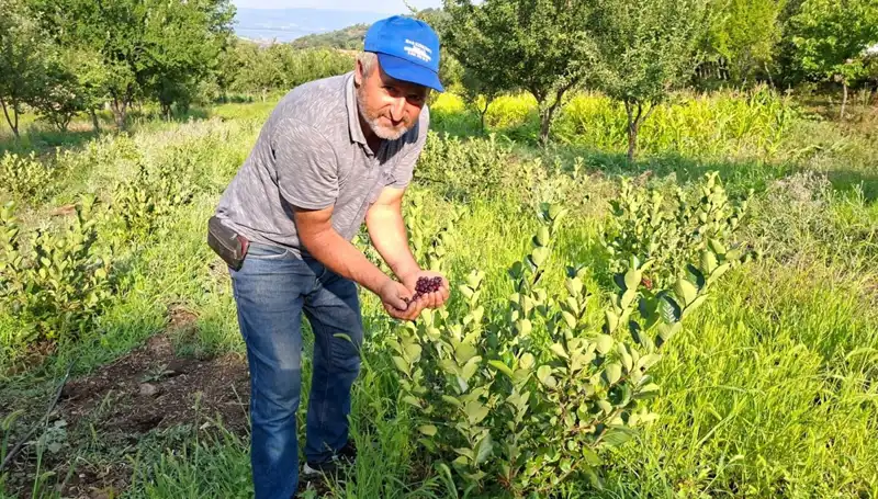 3 Yıl Önce Ekim Yapılan Ağaçlar, İlk Meyvelerini Verdi: 200 Lira Kilosu