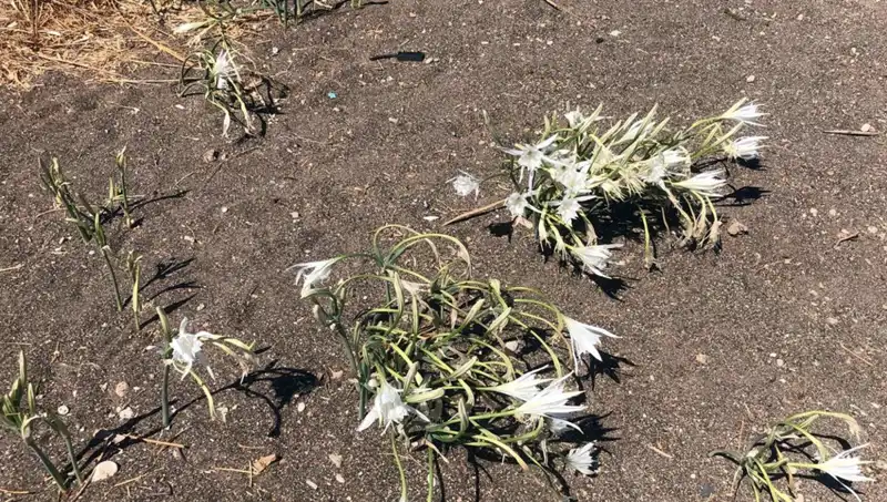 Çok Sayıda Kişi 'Koparma Ceza'sını Duyunca Uzaklaşıyor