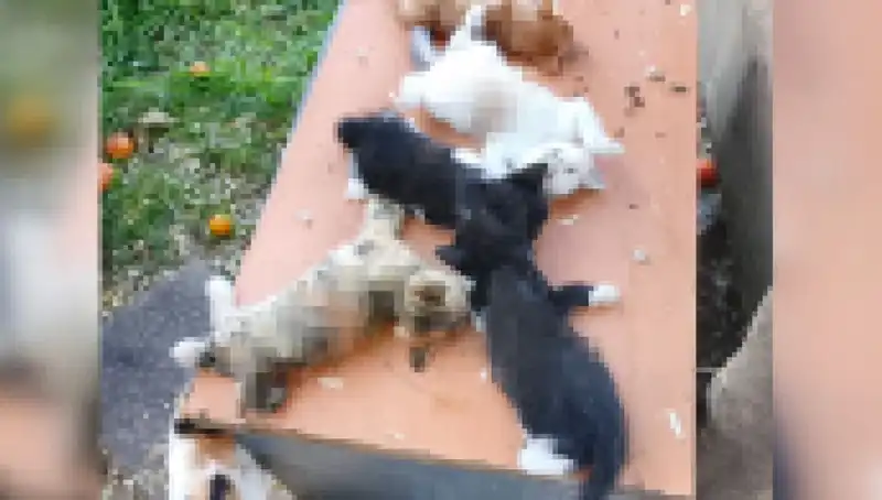 Bursa'da Yavru Kedilere Yönelik Katliam: Sekiz Kedi Kesici Aletle Öldürüldü!