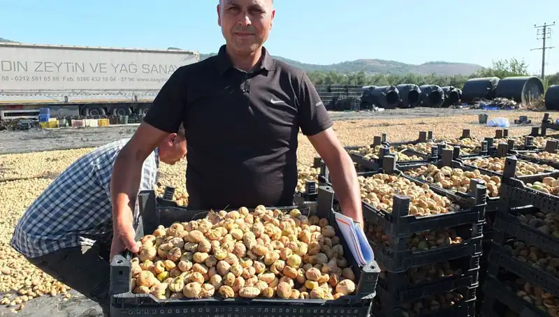 Balıkesir'de Hasat Zamanı: Çin ve Rusya'ya İhracat Hız Kazandı