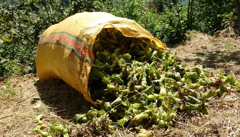 Giresun'da Fındık Hasadı Tüm Hızıyla Başladı: Çiftçilerden Umut Dolu Açıklamalar