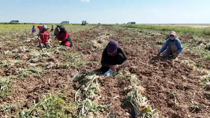 Rusya, Almanya ve İspanya'nın Antibiyotiği: Hasat Süreci Hız Kazandı