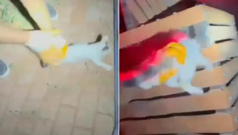 Gece Yarısı Kedi Kurtarma Operasyonu: İtfaiyenin Cesur Çabası
