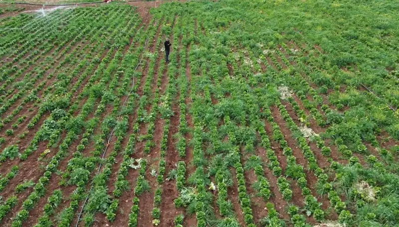 Kuraklık, Marul Hasadında Vahim Kayıplara Neden Oluyor!
